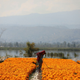 A person is shown working in a field of bright orange marigolds with mountains in the distance.